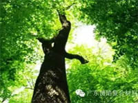 【博皓感悟】欲為大樹，莫與草爭